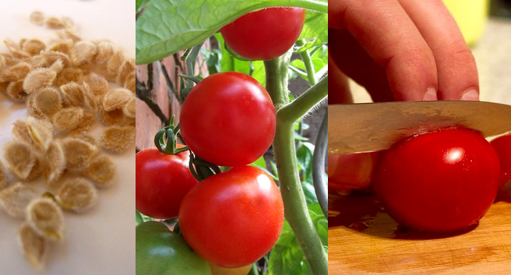 Tomatoes-life